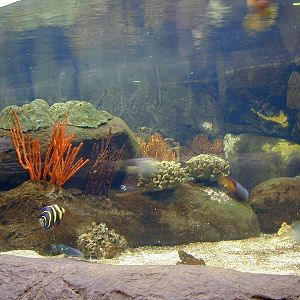 Various pictures of the Rotterdam Aquarium