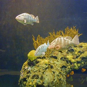 Various pictures of the Rotterdam Aquarium