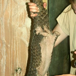 Chinese pangolin; Leipzig; 3rd September 2011