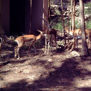 A herd of Blackbuck (Antilope cervicapra)