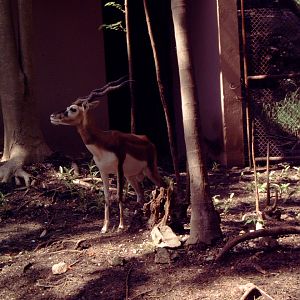 Male Blackbuck (Antilope cervicapra)
