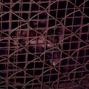 Crab-eating Raccoon (Procyon cancrivorus)???