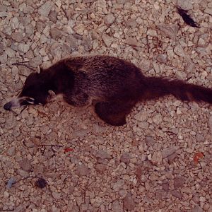 White-nosed Coati (Nasua narica)