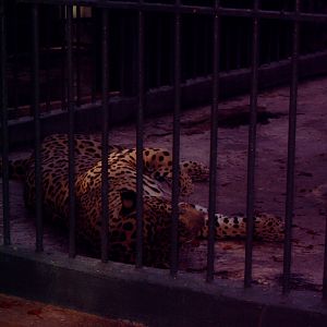 Jaguar (Panthera onca)
