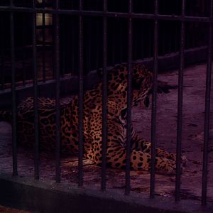 Jaguar (Panthera onca)
