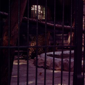 Jaguars (Panthera onca) pairing