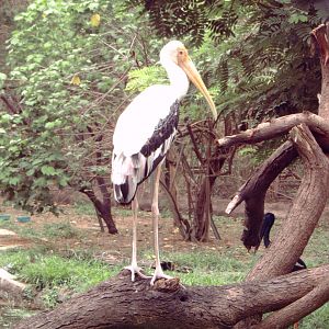 Painted Stork (Mycteria leucocephala)