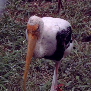 Painted Stork (Mycteria leucocephala)