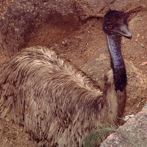 Emu (Dromaius novaehollandiae)