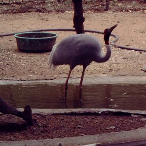 Sarus Crane (Grus antigone)