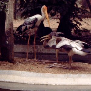Painted Stork (Mycteria leucocephala) about to feed young