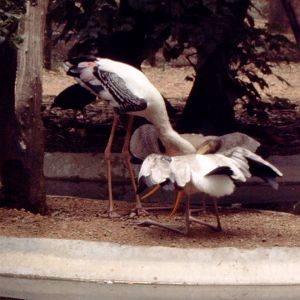 Painted Stork (Mycteria leucocephala) feeding chicks