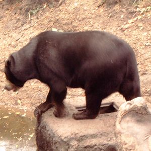 Sun Bear (Ursus malayanus)
