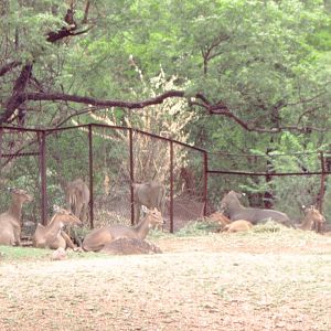 Herd of Nilgai (Boselaphus tragocamelus)