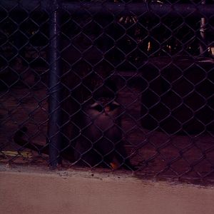 Schmidt's Guenon (Cercopithecus ascanius) or White-Throated Guenon (Cercopi