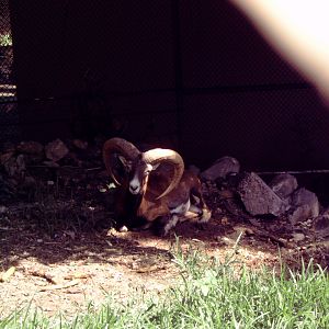 Mouflon (Ovis aries orientalis)