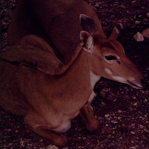 Nilgai (Boselaphus tragocamelus)