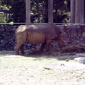 Square-lipped or White Rhinoceros (Ceratotherium simum)