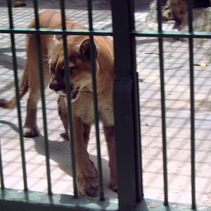 Cougar (Puma concolor)