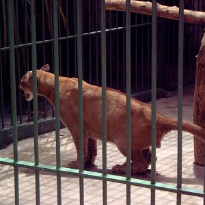 Cougar (Puma concolor)