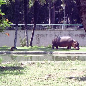 Hippopotamus (Hippopotamus amphibius)