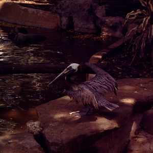 Brown Pelican (Pelecanus occidentalis)