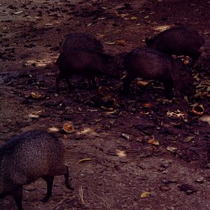 Collared Peccary (Pecari tajacu)