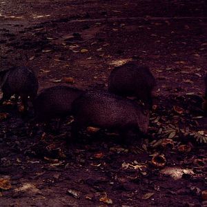 Collared Peccary (Pecari tajacu)