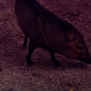 Collared Peccary (Pecari tajacu)