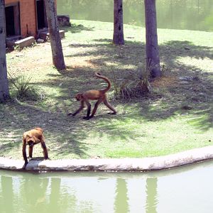 Geoffroy's Spider Monkeys (Ateles geoffroyi)