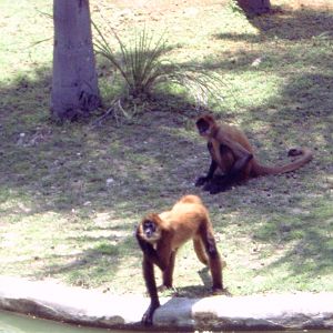 Geoffroy's Spider Monkeys (Ateles geoffroyi)