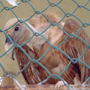 Griffon Vulture (Gyps fulvus)