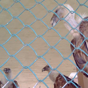 Griffon Vultures (Gyps fulvus)