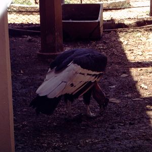 Andean Condor (Vultur gryphus)
