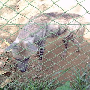 Striped Hyena (Hyaena hyaena)
