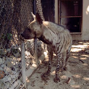 Striped Hyena (Hyaena hyaena)