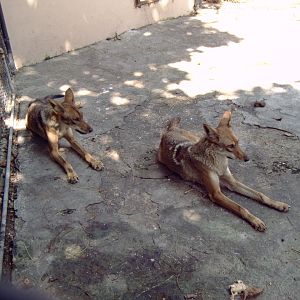 Coyotes (Canis latrans)