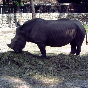Square-lipped Rhinoceros (Ceratotherium simum)