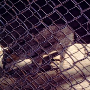 Gray Fox (Urocyon cinereoargenteus)???