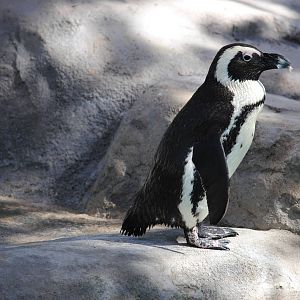 African Black-footed Penguin