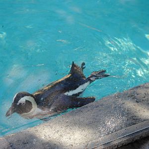 African Black-footed Penguin