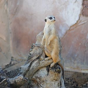 Meerkat