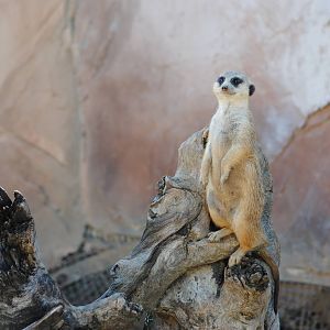 Meerkat