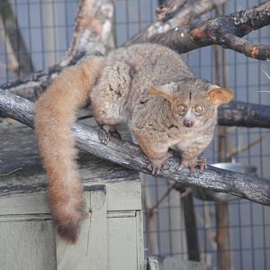 Greater Bushbaby