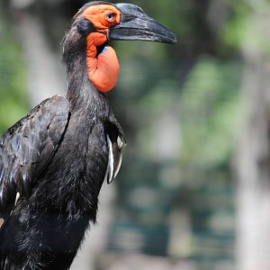 Cape Ground-Hornbill