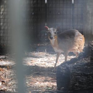 Royal Antelope