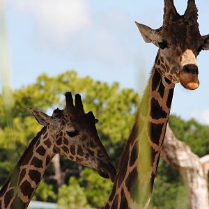 Reticulated Giraffes