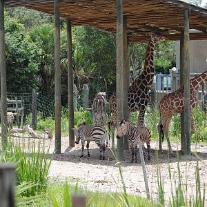 Reticulated Giraffes and Hartmann's Zebras