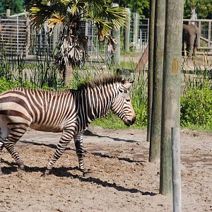 Hartmann's Zebra