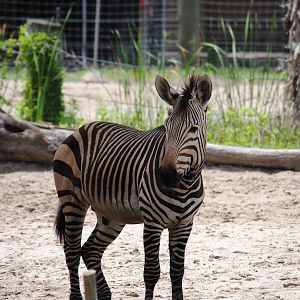 Hartmann's Zebra